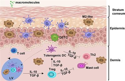 Innovative Systems to Deliver Allergen Powder for Epicutaneous Immunotherapy